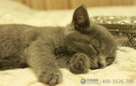 塞浦路斯,關于野貓的傳說