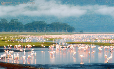 去塞浦路斯拉納卡鹽湖,看美麗的火烈鳥!